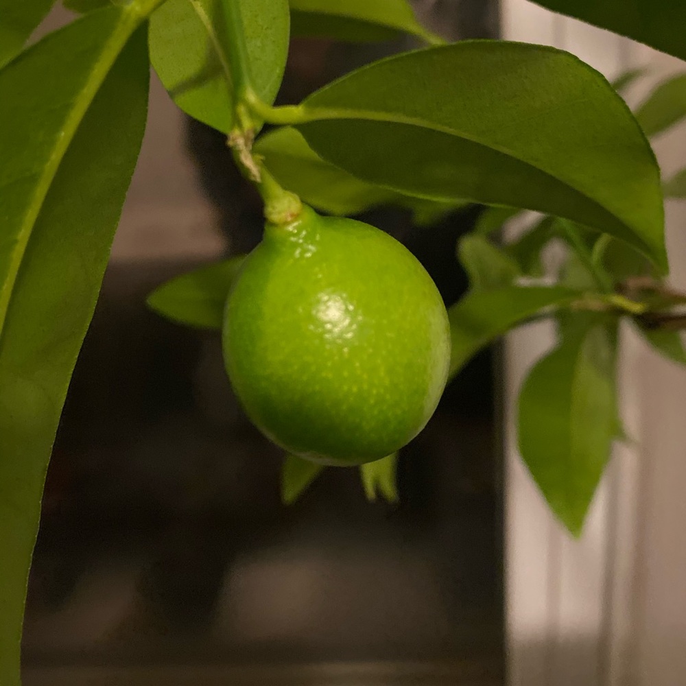 Meet your Posher, Taline